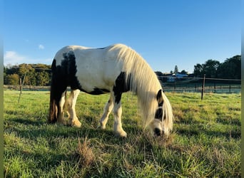 Tinker, Stute, 15 Jahre, 138 cm, Schecke