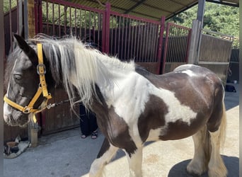 Tinker, Stute, 15 Jahre, 138 cm, Tobiano-alle-Farben