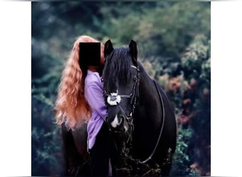 Tinker, Stute, 15 Jahre, 140 cm, Rappe