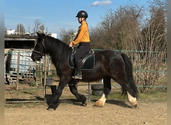 Tinker, Stute, 15 Jahre, 140 cm, Rappe