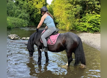 Tinker, Stute, 15 Jahre, 140 cm, Rappe