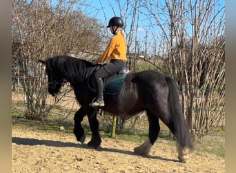 Tinker, Stute, 15 Jahre, 140 cm, Rappe