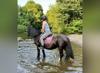 Tinker, Stute, 15 Jahre, 140 cm, Rappe