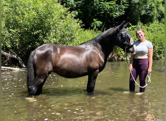 Tinker, Stute, 15 Jahre, 140 cm, Rappe
