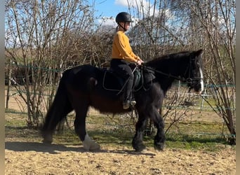 Tinker, Stute, 15 Jahre, 140 cm, Rappe