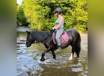 Tinker, Stute, 15 Jahre, 140 cm, Rappe