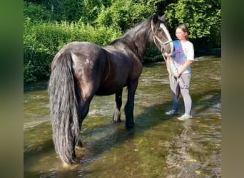 Tinker, Stute, 15 Jahre, 140 cm, Rappe