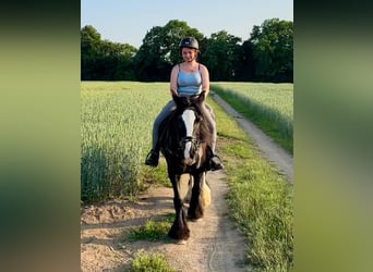 Tinker, Stute, 15 Jahre, 140 cm, Rappe