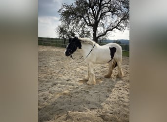 Tinker, Stute, 15 Jahre, 140 cm, Schecke