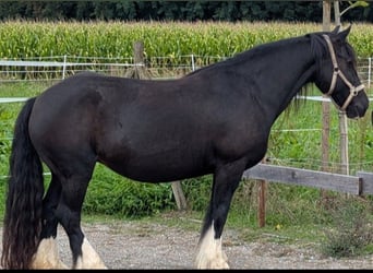 Tinker, Stute, 15 Jahre, 145 cm, Rappe