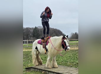 Tinker, Stute, 15 Jahre, 146 cm, Schecke