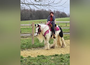 Tinker, Stute, 15 Jahre, 146 cm, Schecke