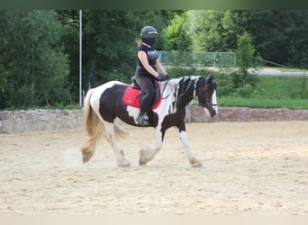 Tinker, Stute, 15 Jahre, 146 cm, Tobiano-alle-Farben
