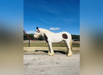 Tinker, Stute, 15 Jahre, 150 cm, Overo-alle-Farben