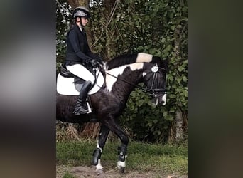 Tinker Mix, Stute, 15 Jahre, 151 cm, Schecke