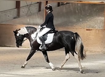 Tinker Mix, Stute, 15 Jahre, 151 cm, Schecke