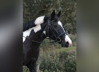 Tinker Mix, Stute, 15 Jahre, 151 cm, Schecke