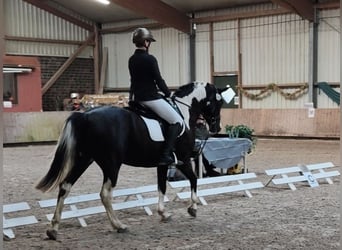 Tinker Mix, Stute, 15 Jahre, 151 cm, Schecke