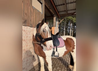 Tinker, Stute, 15 Jahre, 154 cm, Schecke