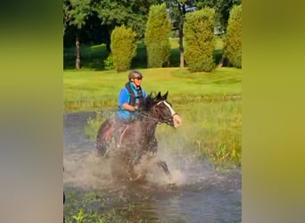 Tinker, Stute, 15 Jahre, 157 cm, Rappe
