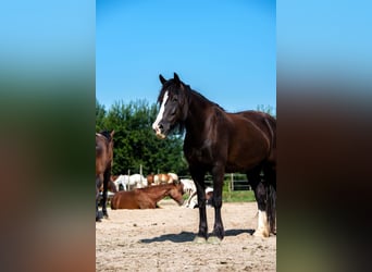 Tinker, Stute, 15 Jahre, 157 cm, Rappe