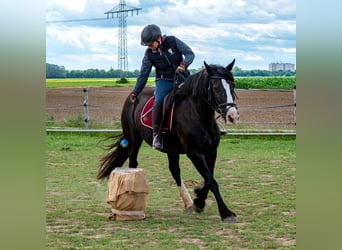 Tinker, Stute, 15 Jahre, 157 cm, Rappe