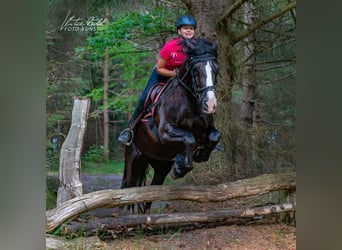 Tinker, Stute, 15 Jahre, 157 cm, Rappe