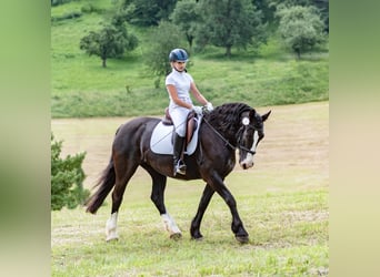 Tinker, Stute, 15 Jahre, 157 cm, Rappe