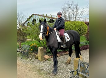 Tinker, Stute, 15 Jahre, 157 cm, Rappe