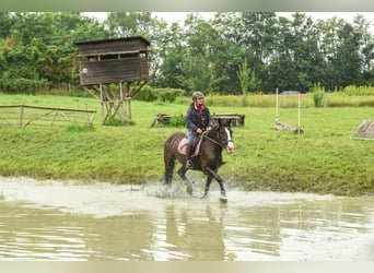 Tinker, Stute, 15 Jahre, 157 cm, Rappe