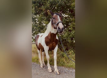 Tinker Mix, Stute, 15 Jahre, 157 cm, Schecke