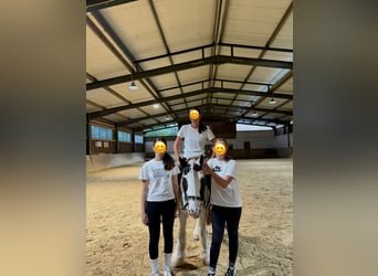 Tinker, Stute, 16 Jahre, 130 cm, Schecke