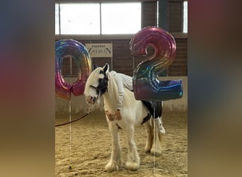 Tinker, Stute, 16 Jahre, 130 cm, Schecke