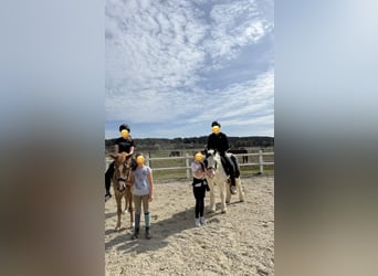 Tinker, Stute, 16 Jahre, 130 cm, Schecke