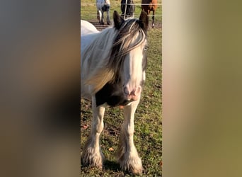 Tinker, Stute, 16 Jahre, 142 cm, Schimmel