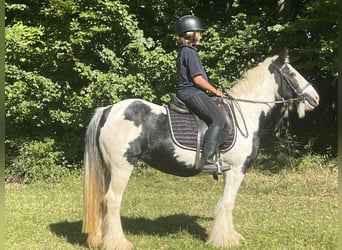 Tinker, Stute, 16 Jahre, 145 cm, Schecke