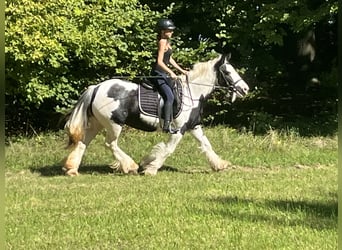 Tinker, Stute, 16 Jahre, 145 cm, Schecke