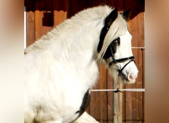 Tinker, Stute, 16 Jahre, 147 cm, Schecke