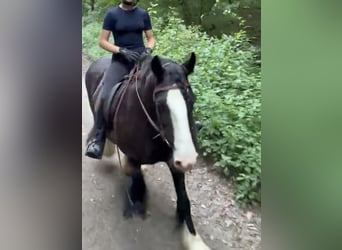 Tinker, Stute, 16 Jahre, 148 cm, Rappe