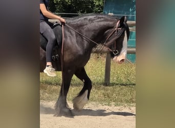 Tinker, Stute, 16 Jahre, 148 cm, Rappe