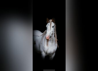 Tinker, Stute, 16 Jahre, 150 cm, Schecke