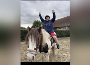 Tinker, Stute, 16 Jahre, 154 cm, Schecke