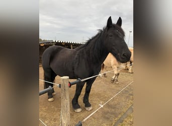 Tinker Mix, Stute, 16 Jahre, 155 cm, Rappe