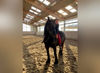 Tinker Mix, Stute, 16 Jahre, 155 cm, Rappe