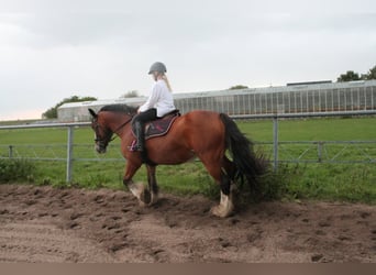 Tinker, Stute, 16 Jahre, 156 cm, Brauner