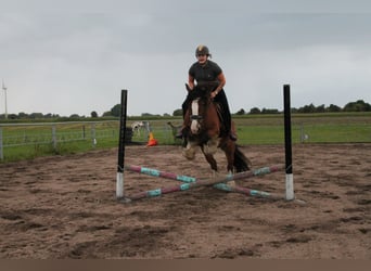 Tinker, Stute, 16 Jahre, 156 cm, Brauner