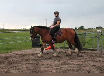Tinker, Stute, 16 Jahre, 156 cm, Brauner
