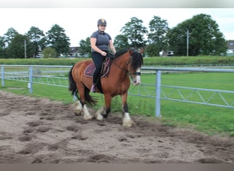 Tinker, Stute, 16 Jahre, 156 cm, Brauner