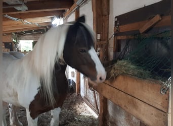 Tinker Mix, Stute, 16 Jahre, 162 cm, Schecke