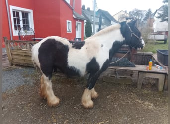 Tinker, Stute, 17 Jahre, 125 cm, Schecke